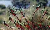 kangaroo paw